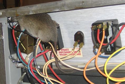 why do rodents chew electrical wires